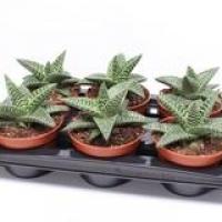 Aloe variegata magic