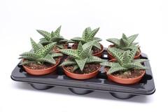 Aloe variegata magic