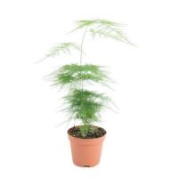 Asparagus plumeux