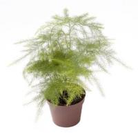 Asparagus setaceus d06 x12 plumosus net