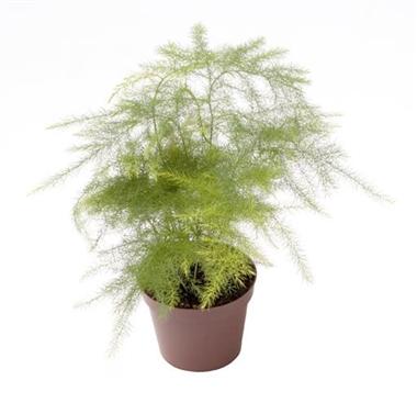 Asparagus setaceus d06 x12 plumosus net