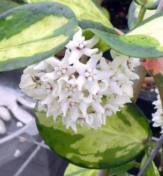 Australis lisa d