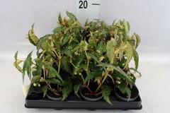 Begonia bd amphioxos mini