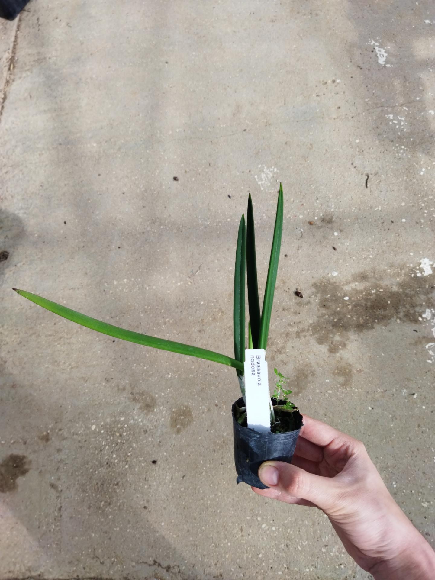 Brassavola nodosa 4