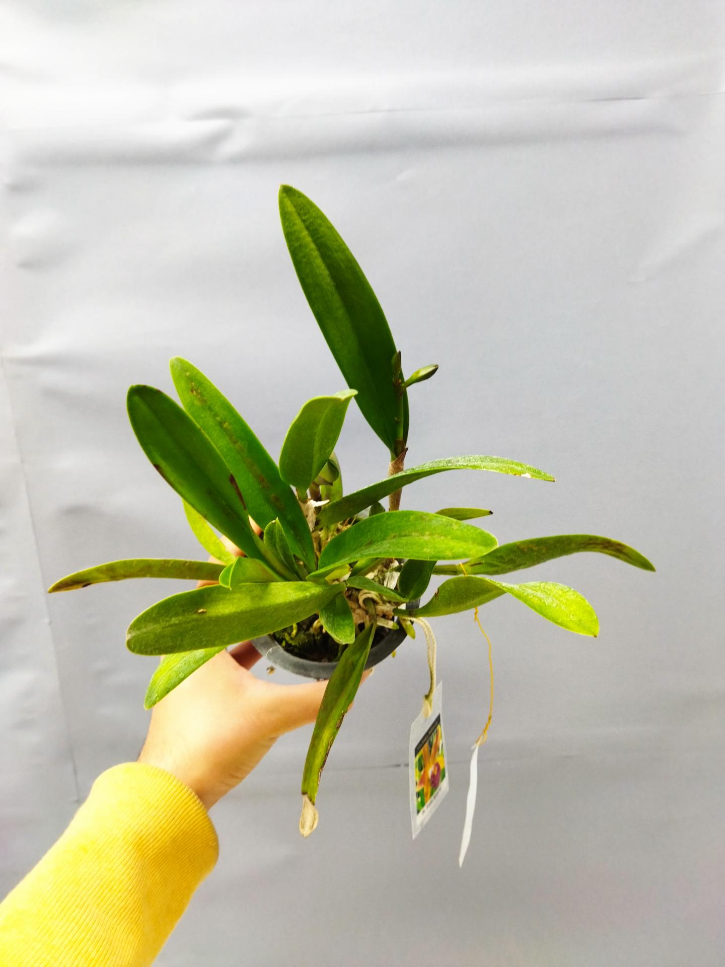 Brassocattleya rustic spot n 2 1 1