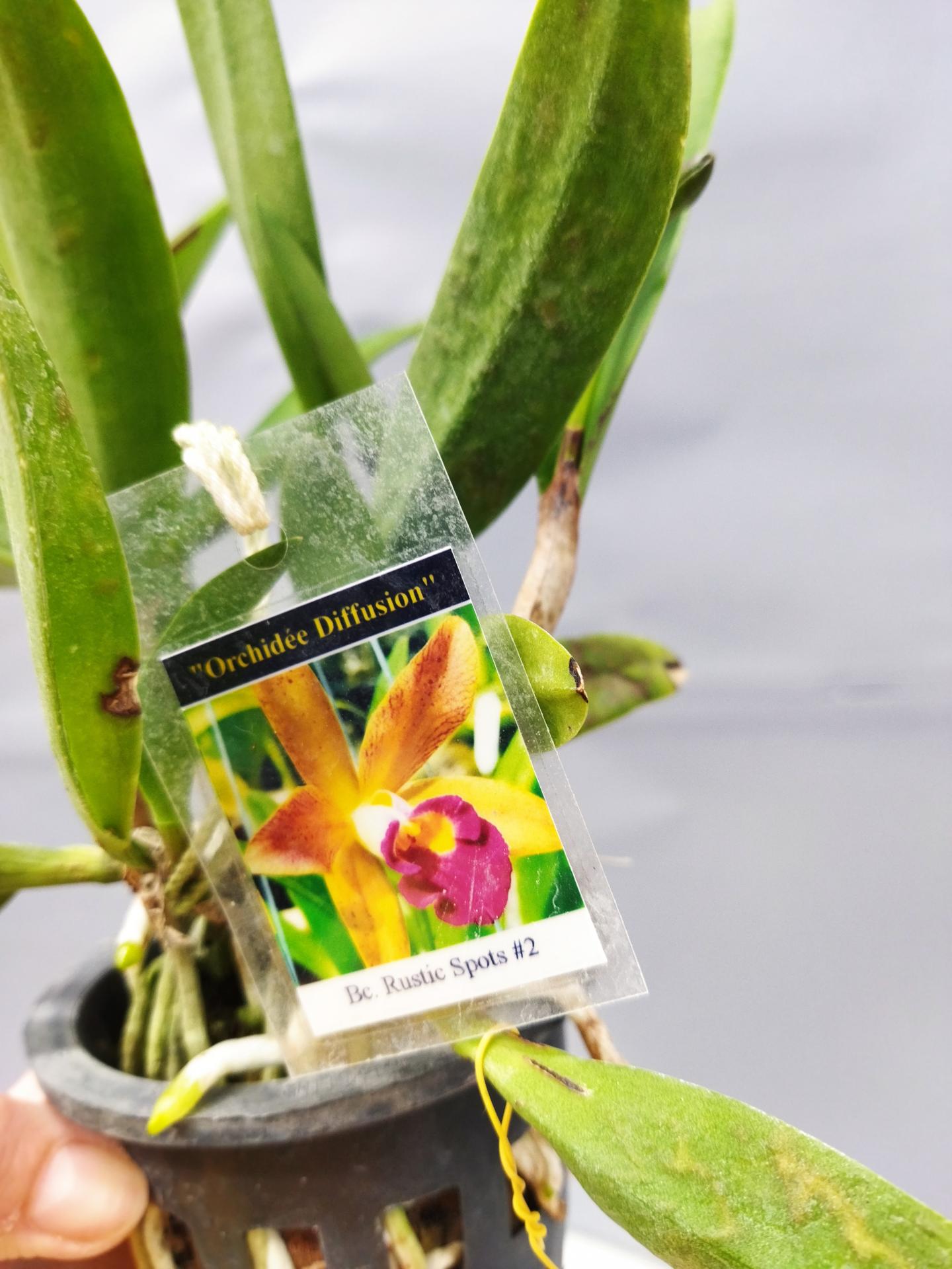 Brassocattleya rustic spot n 2 2 1