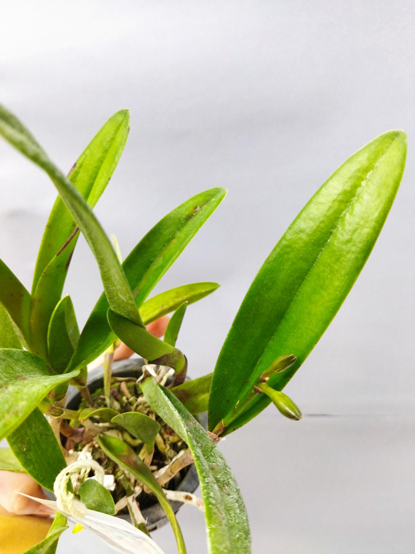 Brassocattleya rustic spot n 2 3 1