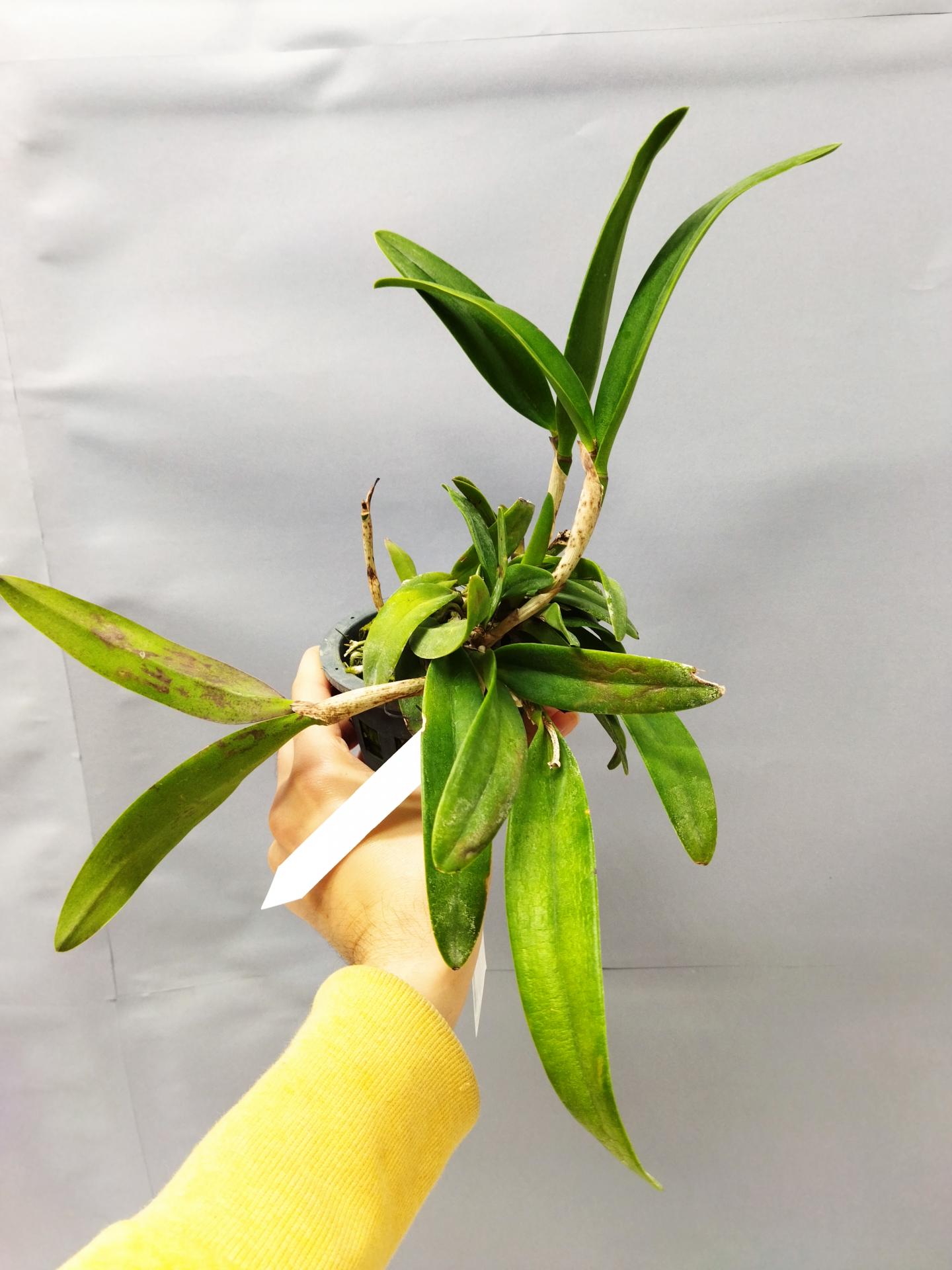 Brassocattleya rustic spot n 2 4 1