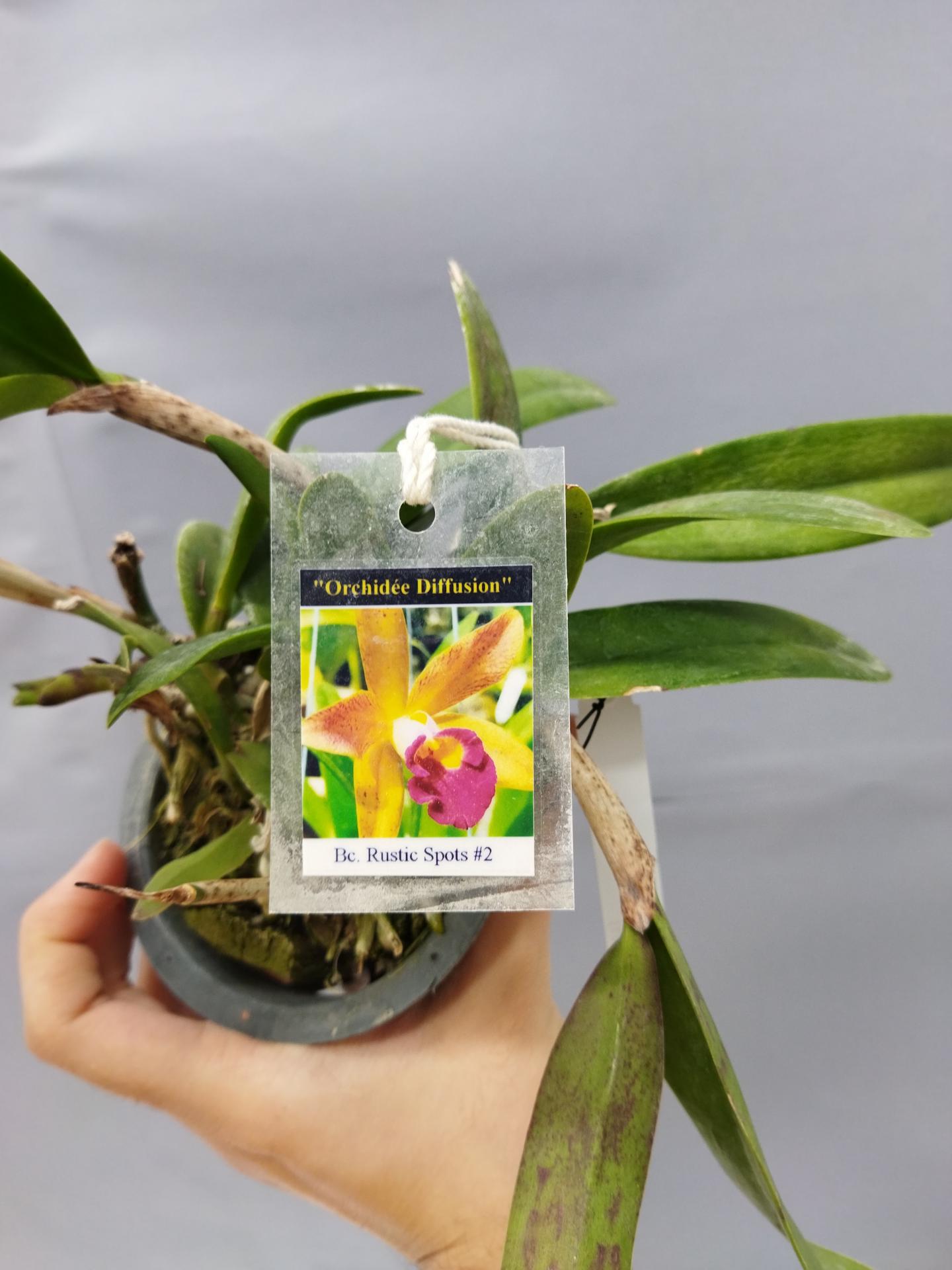 Brassocattleya rustic spot n 2 5 1