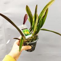 Brassocattleya rustic spot n 3 1 1