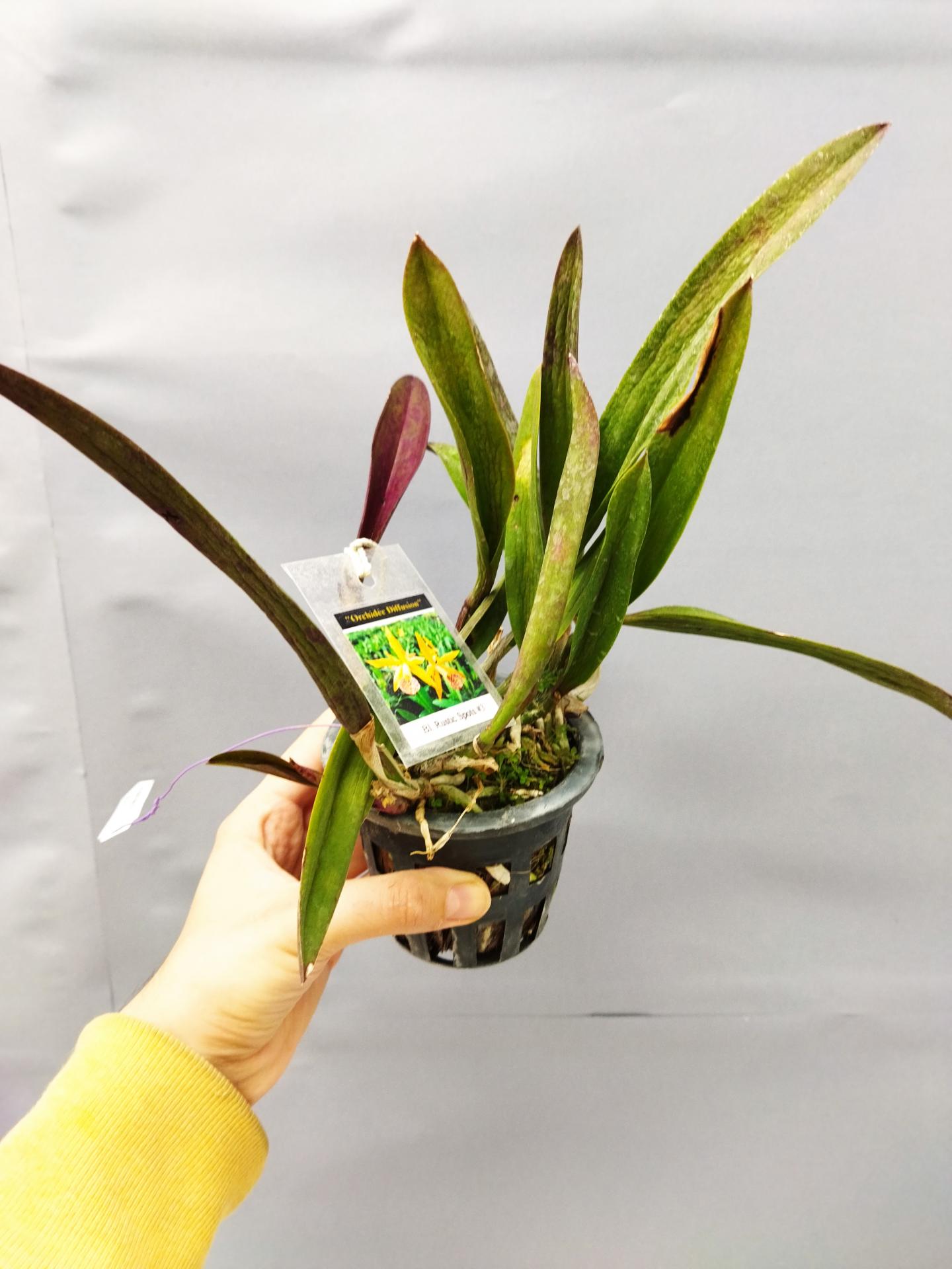 Brassocattleya rustic spot n 3 1 1