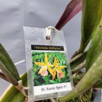 Brassocattleya rustic spot n 3 2 1