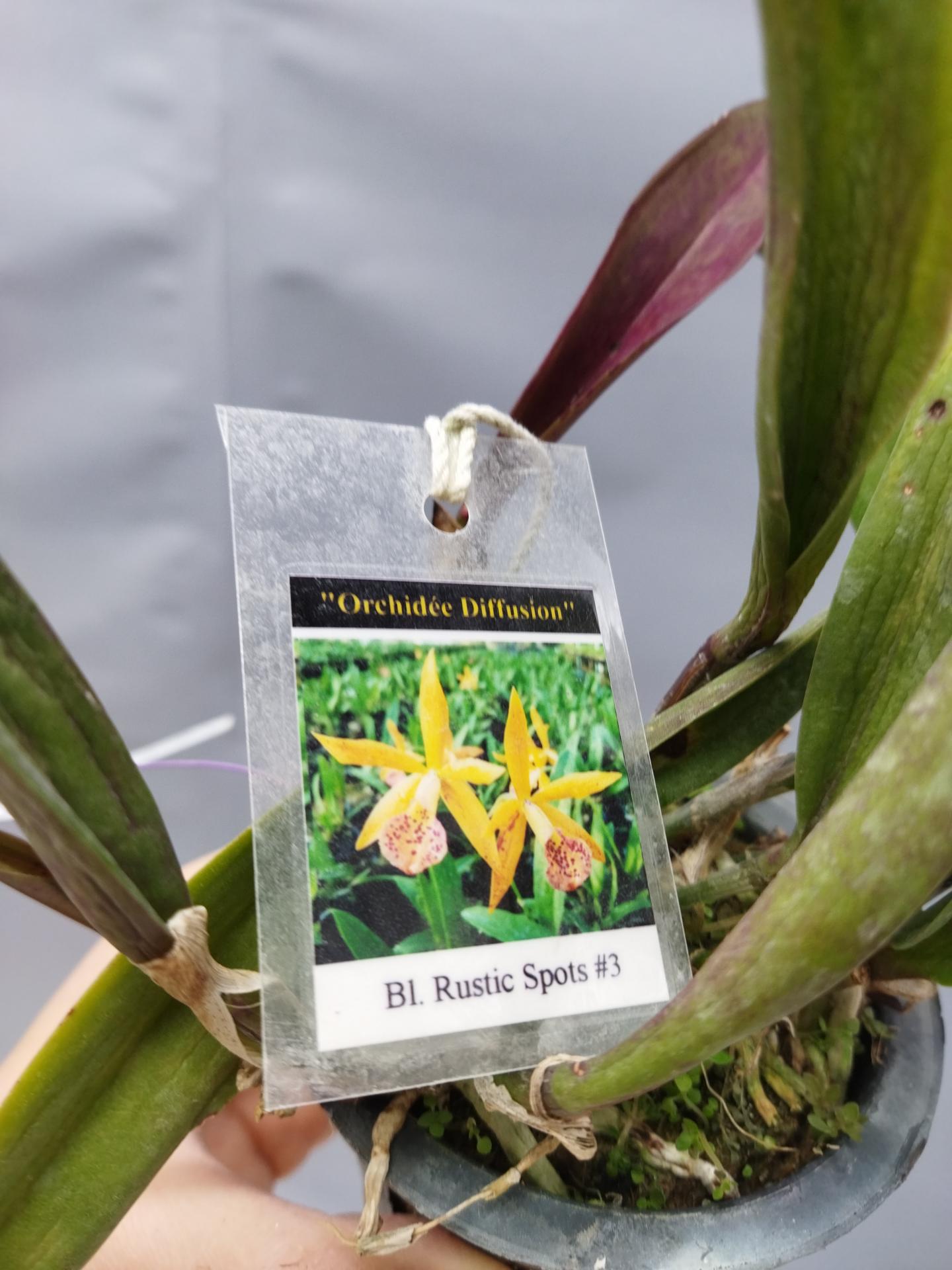 Brassocattleya rustic spot n 3 2 1