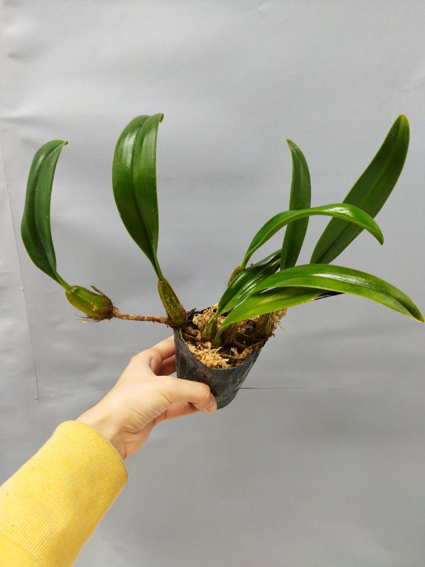 Bulbophyllum eberhardtii 2
