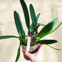 Bulbophyllum elisabeth ann buckleburry 1