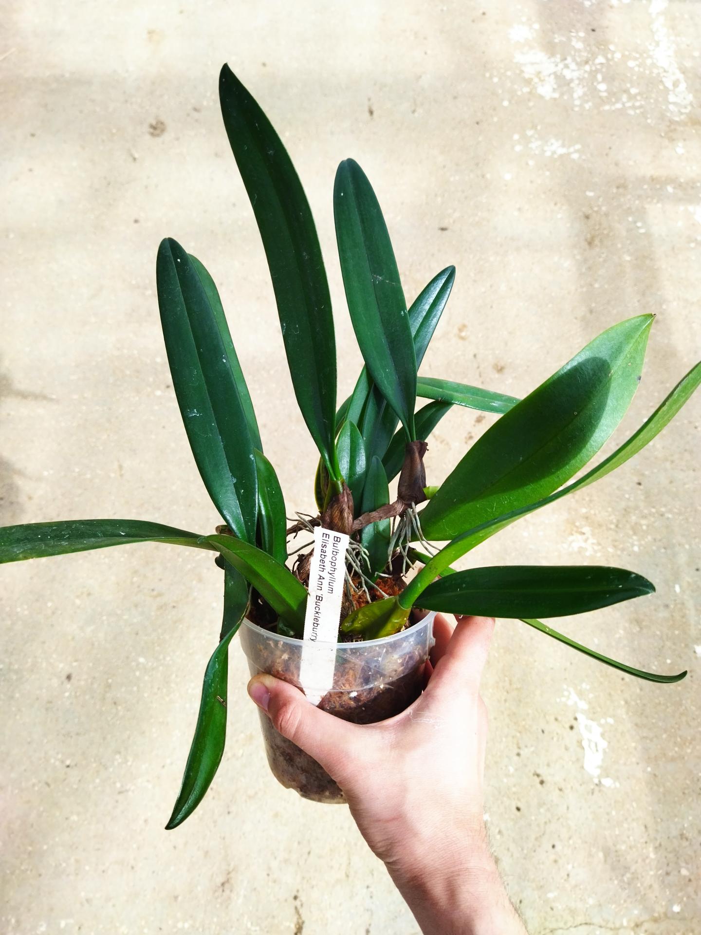 Bulbophyllum elisabeth ann buckleburry 1