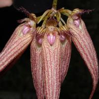 Bulbophyllum elisabeth ann buckleburry