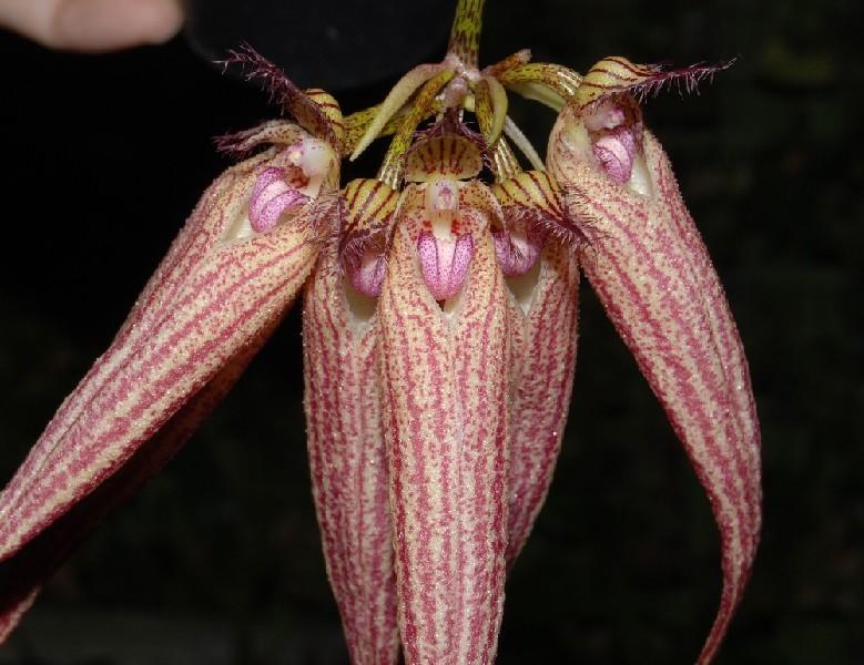 Bulbophyllum elisabeth ann buckleburry