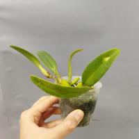 Bulbophyllum fascinator non fleuri 1