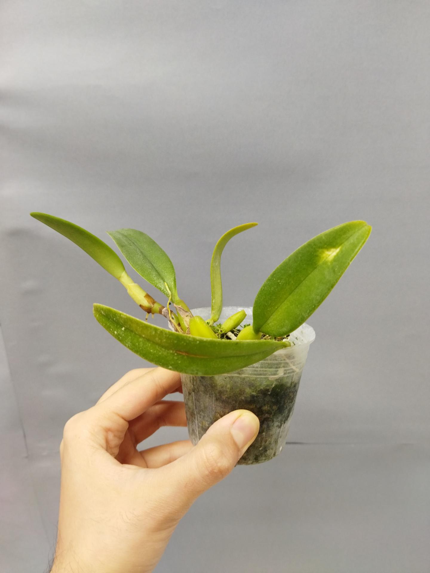 Bulbophyllum fascinator non fleuri 1