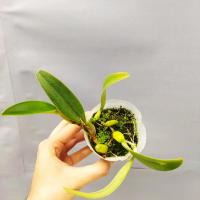 Bulbophyllum fascinator non fleuri 2