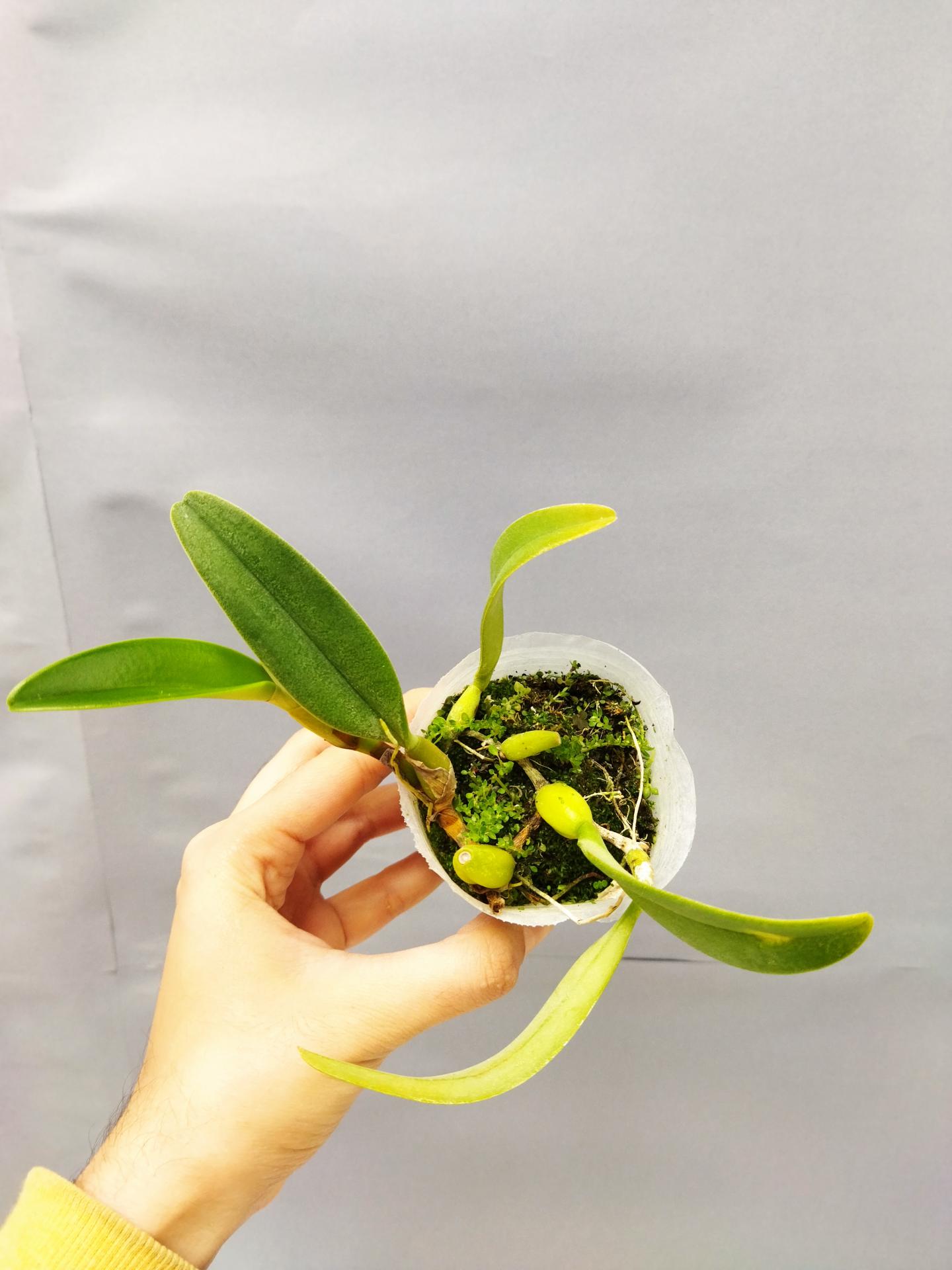 Bulbophyllum fascinator non fleuri 2