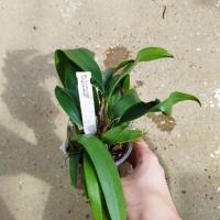 Bulbophyllum longissimum 1