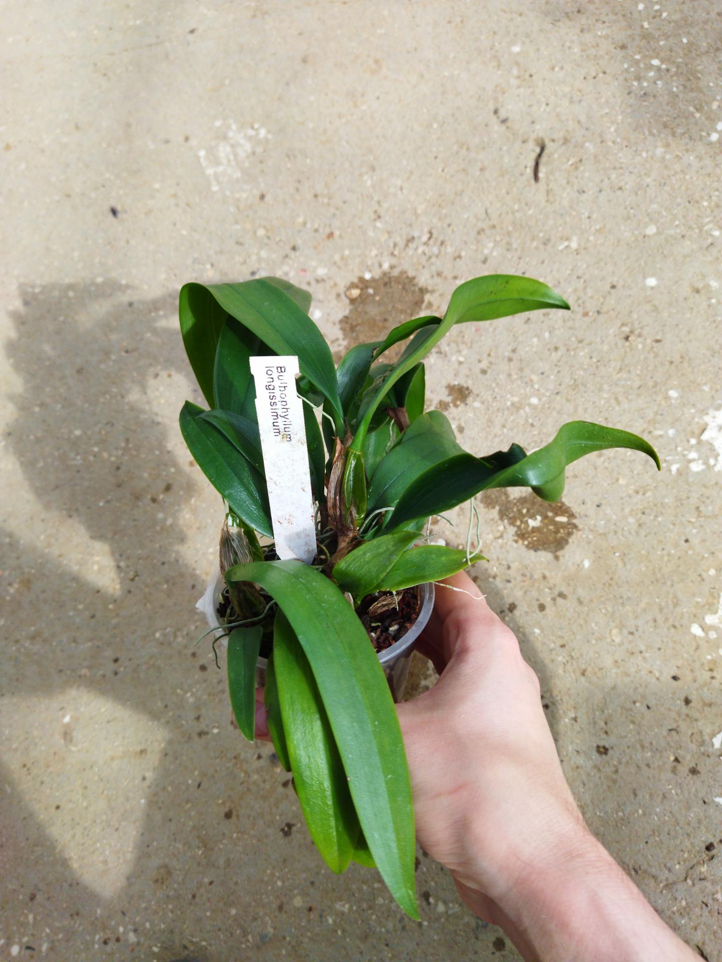 Bulbophyllum longissimum 1