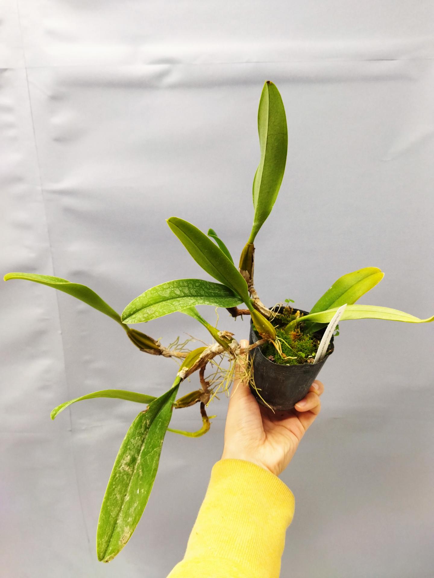 Bulbophyllum rothschildianum 1 1