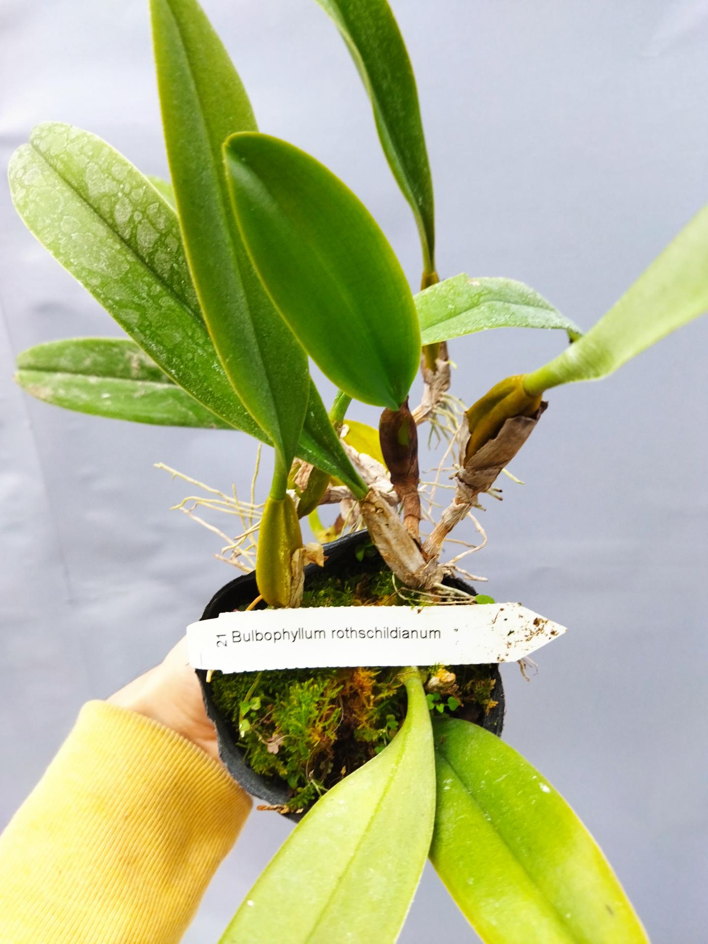 Bulbophyllum rothschildianum 2 1