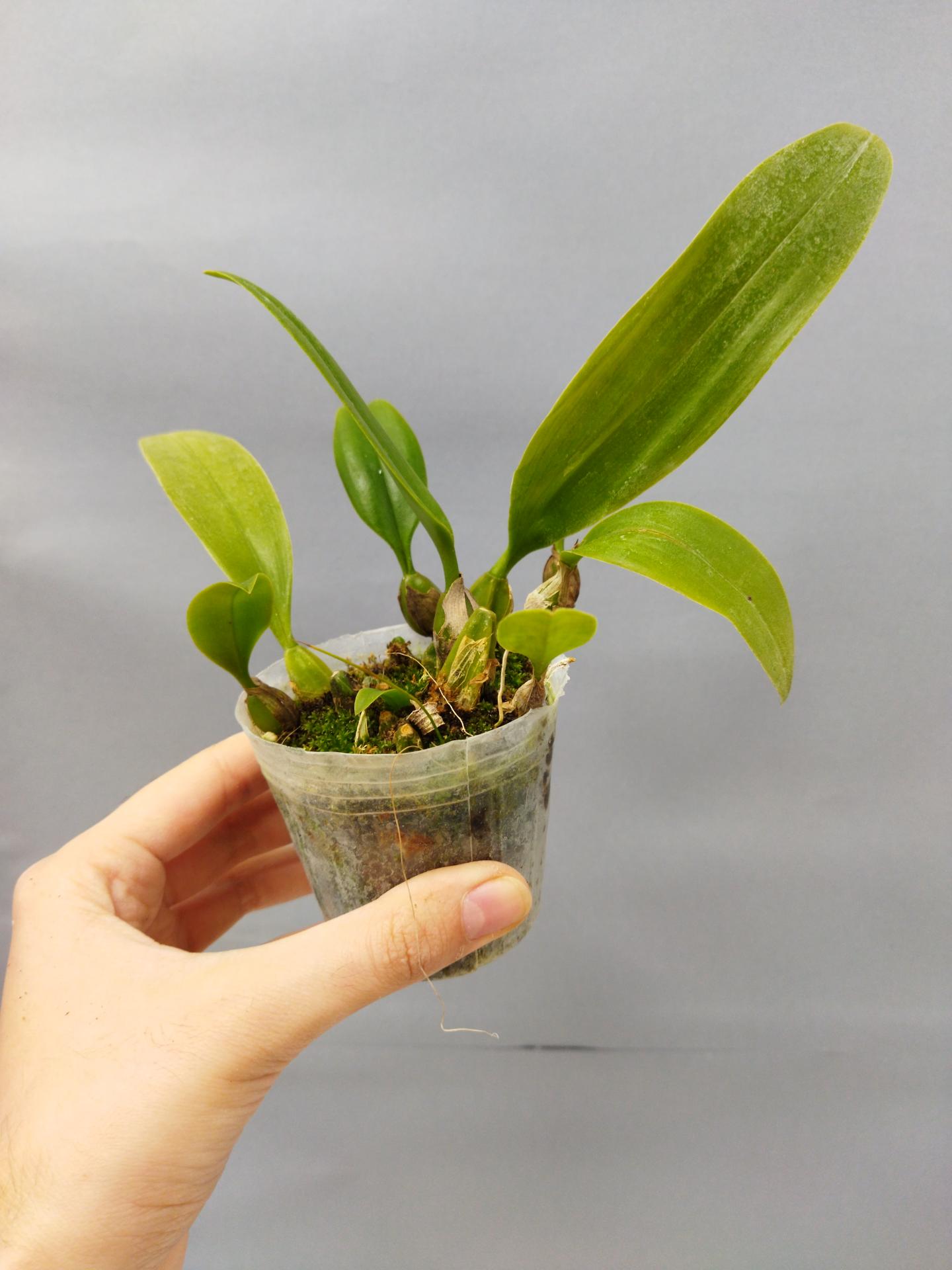 Bulbophyllum sanguineopunctatum 1 1