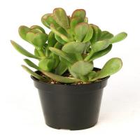 Cactus crassula ovata