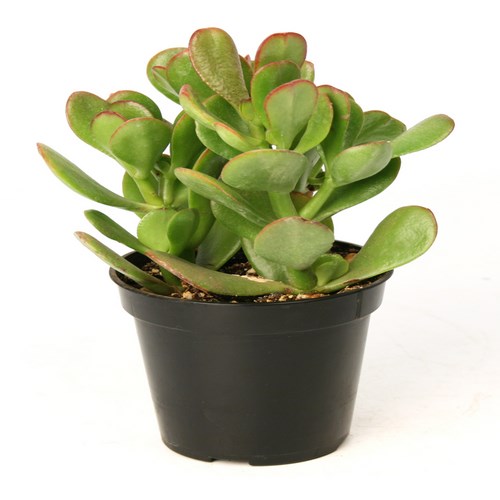 Cactus crassula ovata