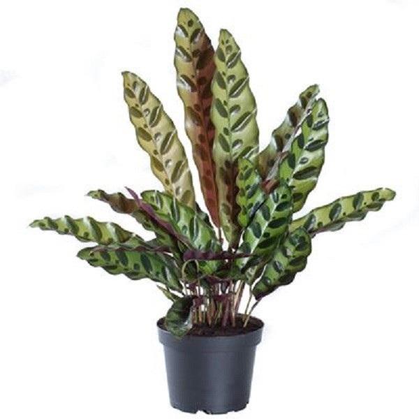 Calathea insignis