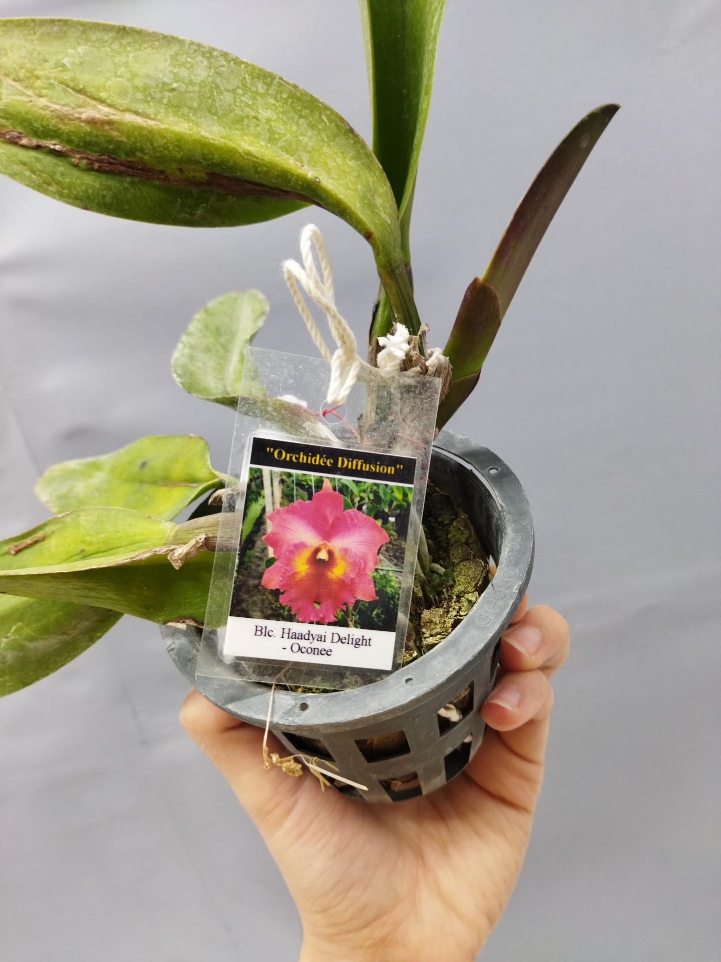 Cattleya blc haadyai delight oconee 1 1