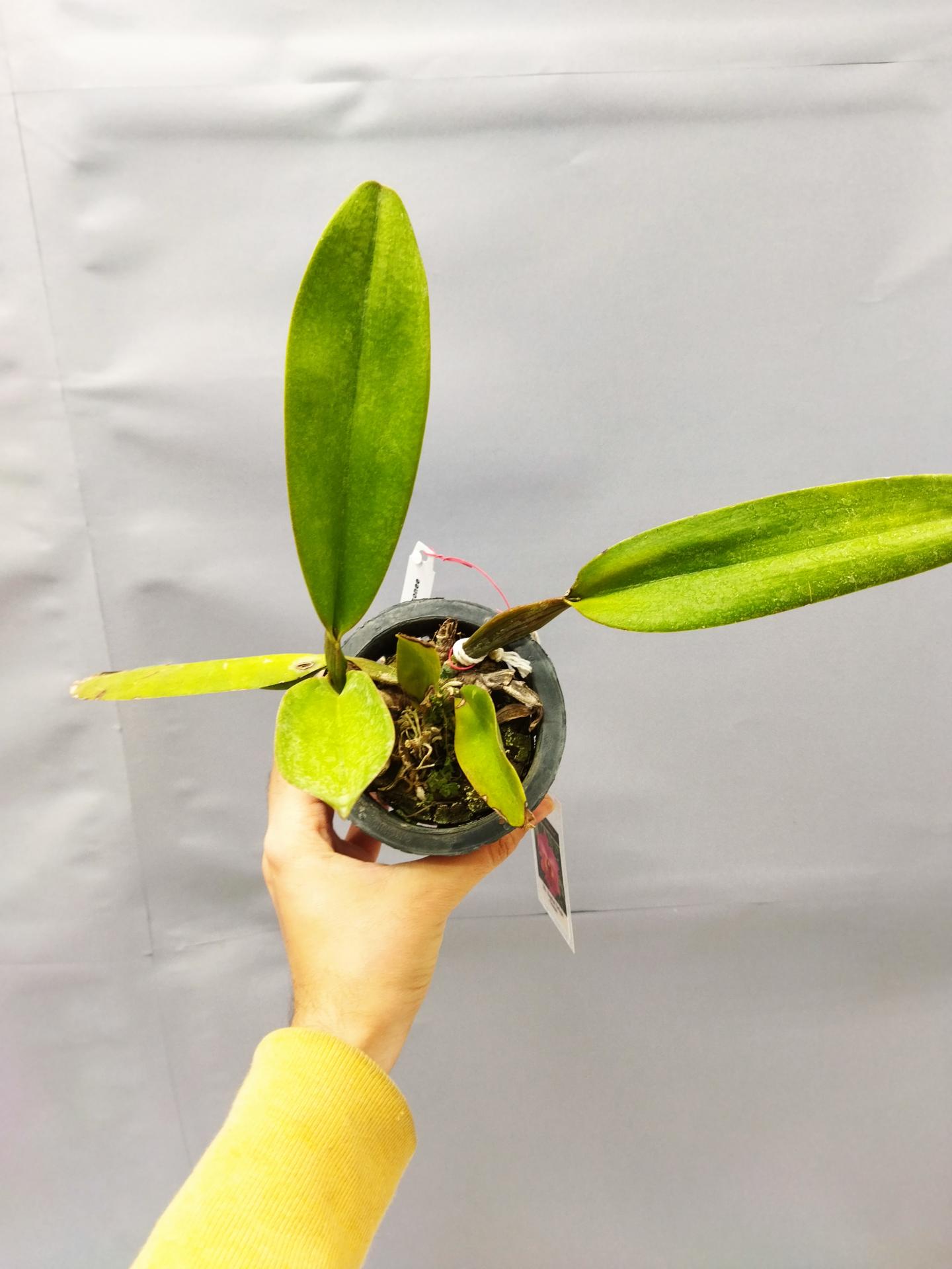 Cattleya blc haadyai delight oconee 2 1