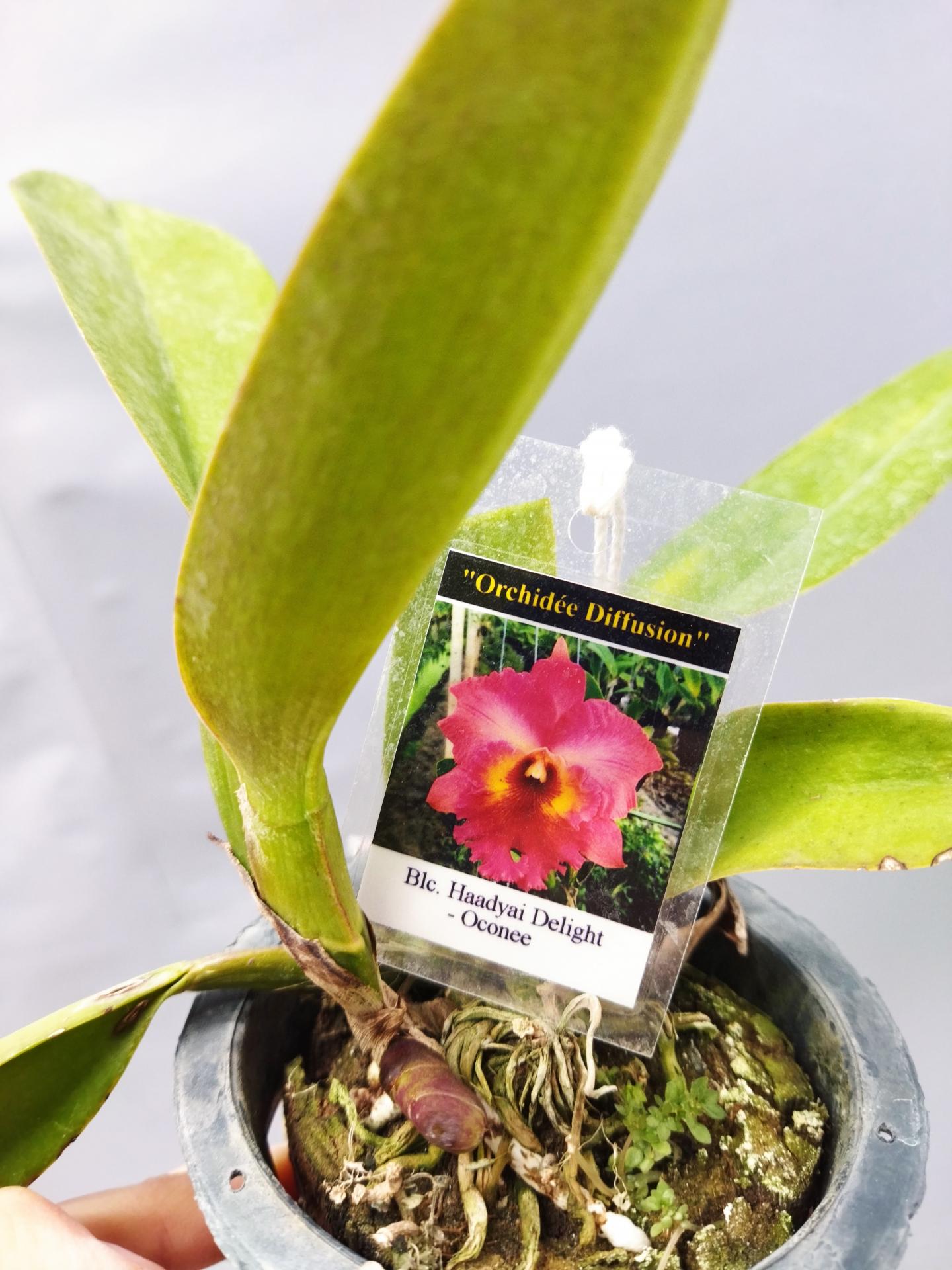 Cattleya blc haadyai delight oconee 3 1