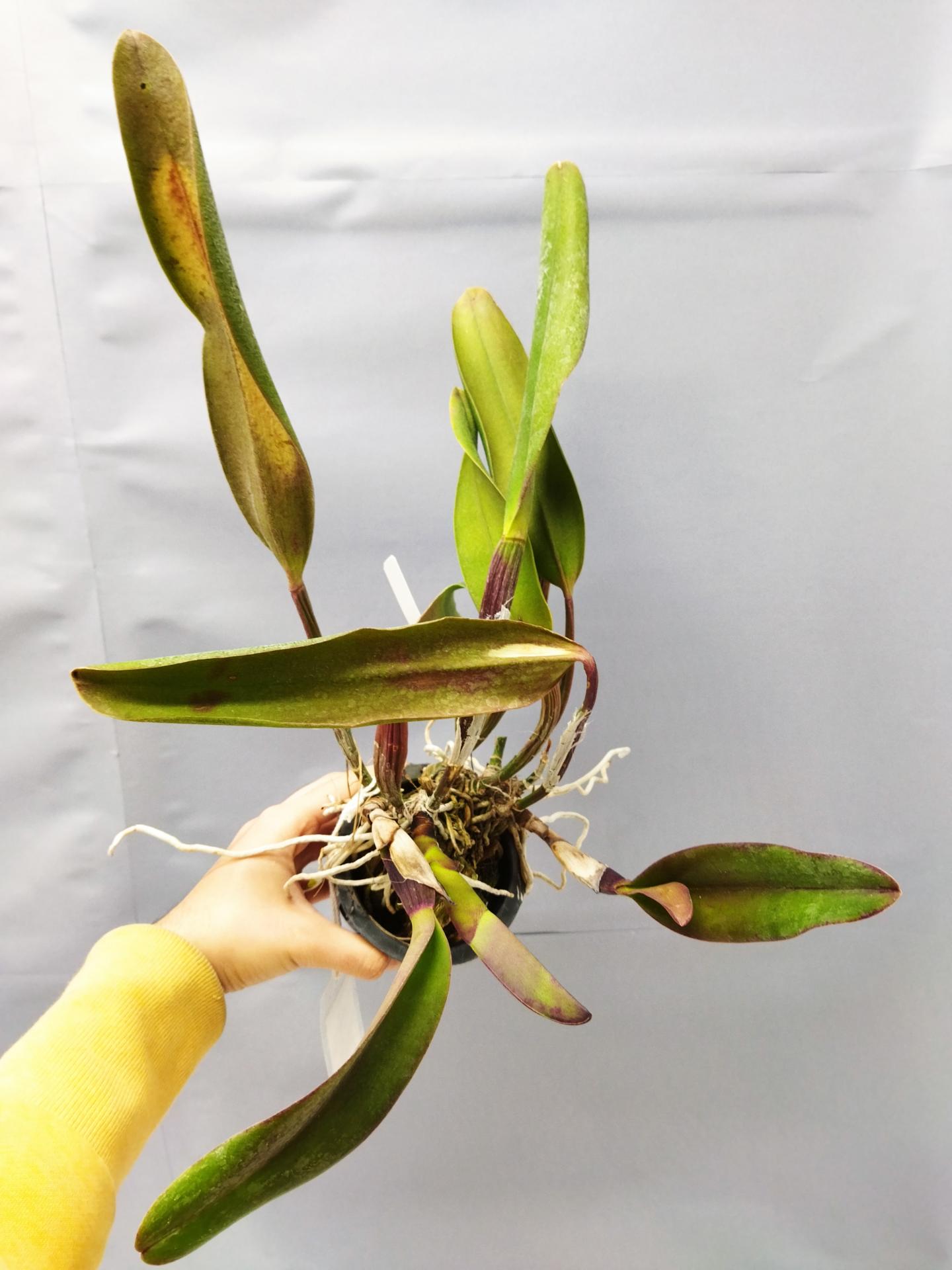 Cattleya blc king of taiwan 1