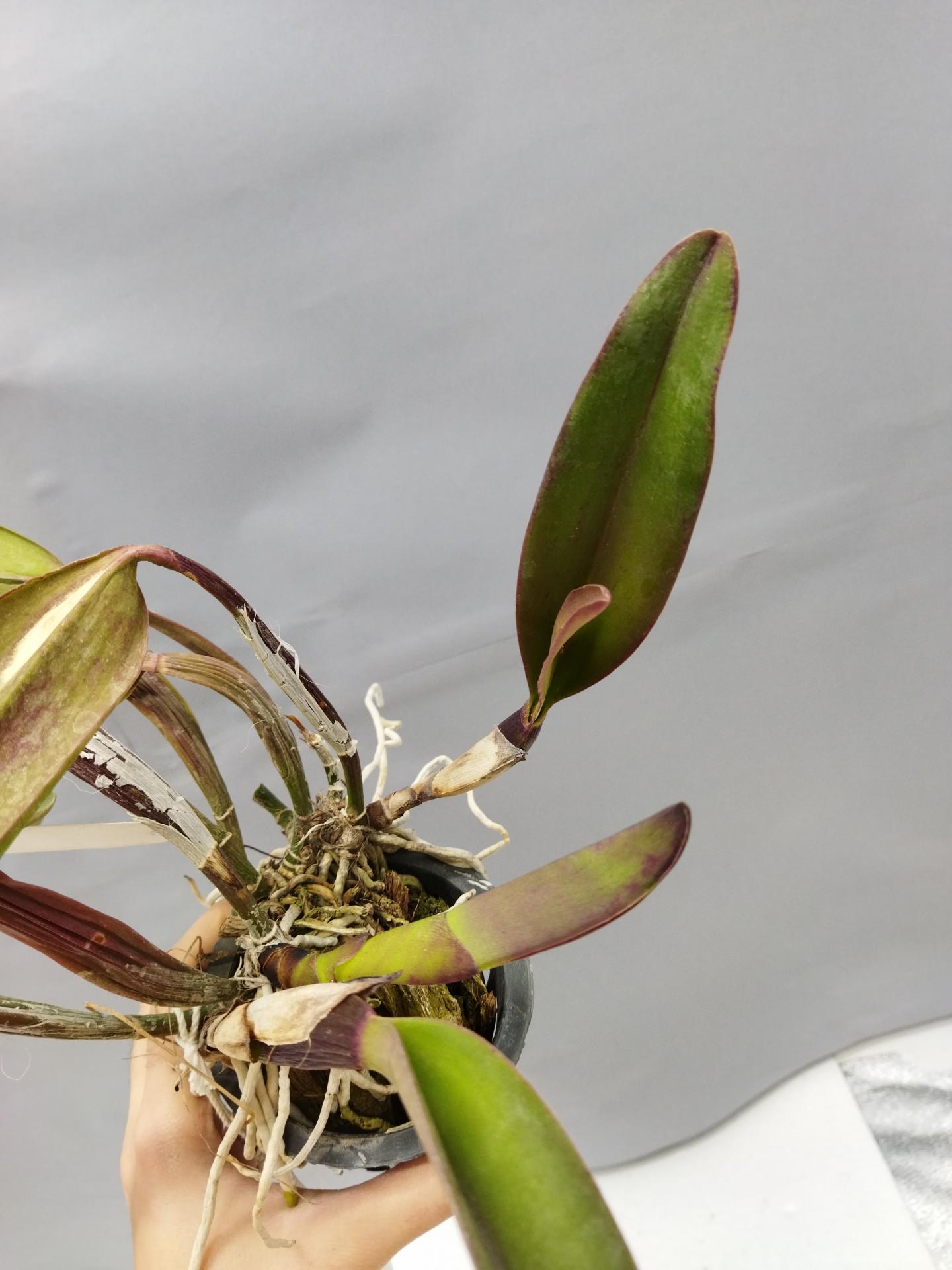 Cattleya blc king of taiwan 2