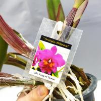 Cattleya blc king of taiwan 3