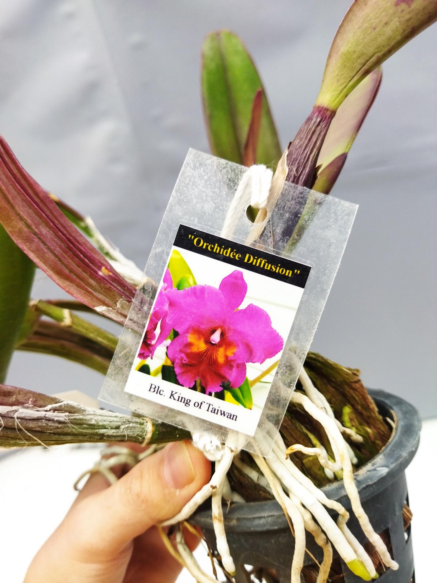 Cattleya blc king of taiwan 3