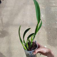 Cattleya golf green hair pig 1