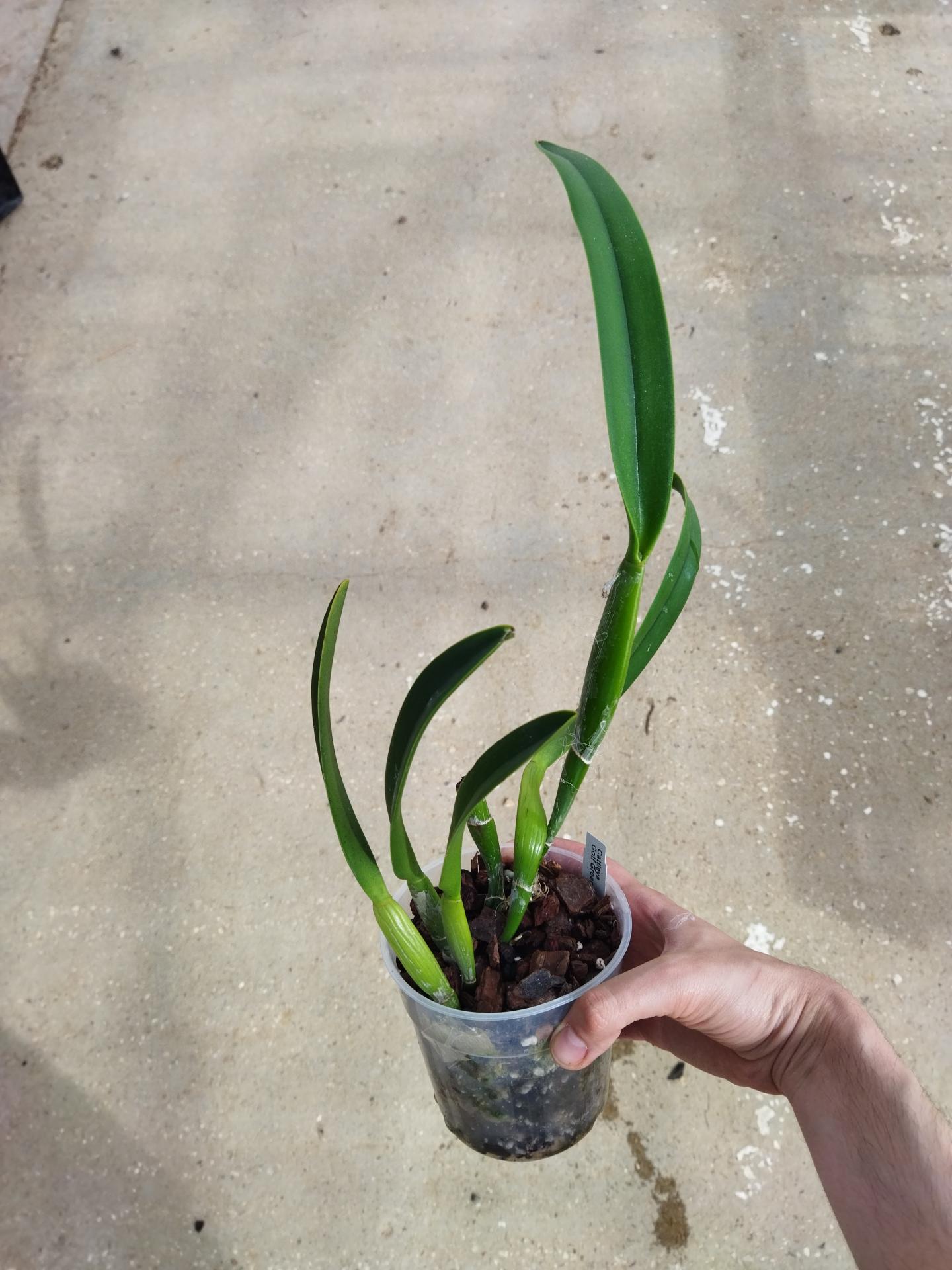 Cattleya golf green hair pig 1