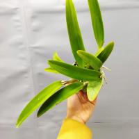 Cattleya maxima f semialba 1