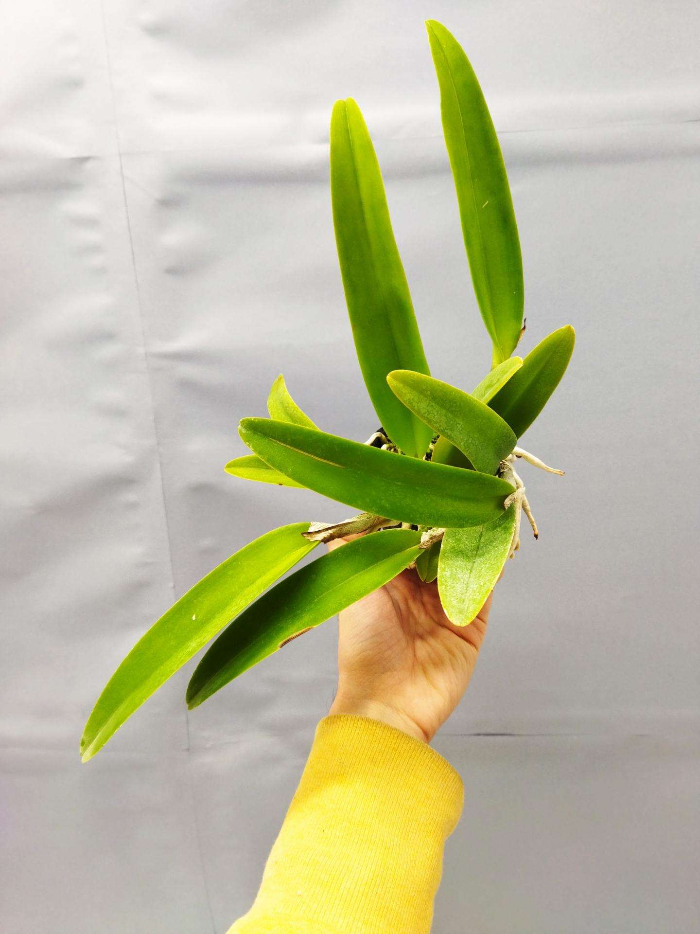 Cattleya maxima f semialba 1