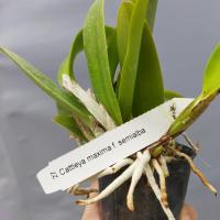 Cattleya maxima f semialba 2