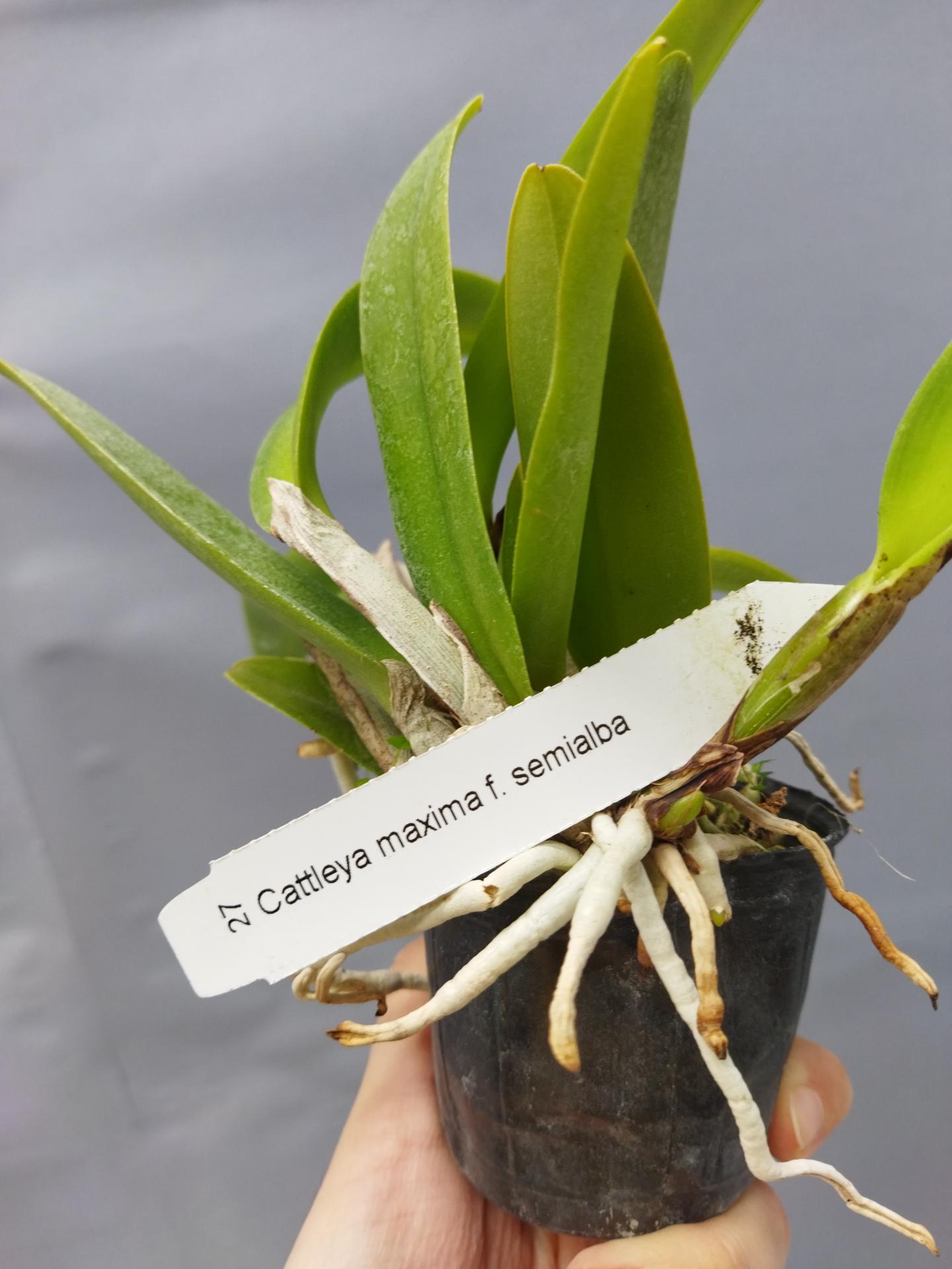 Cattleya maxima f semialba 2