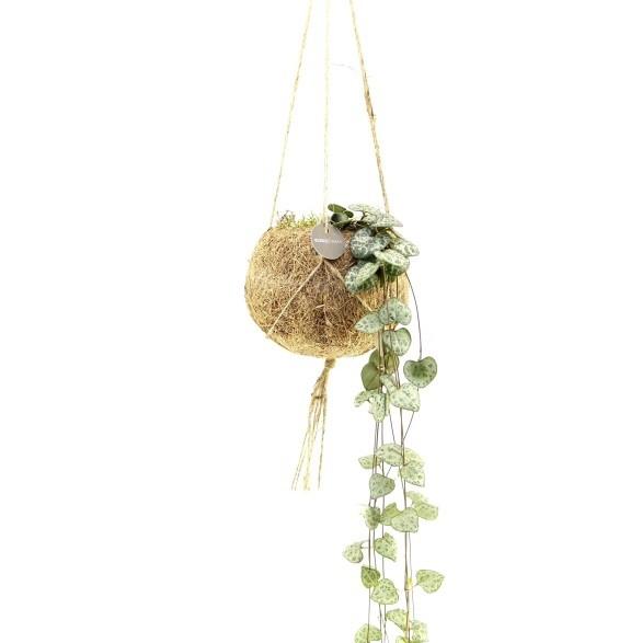 Ceropegia woodii 1