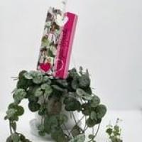 Ceropegia woodii ssp woodii