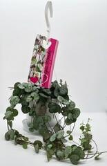 Ceropegia woodii ssp woodii